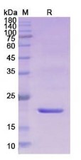 SDS-PAGE RLN2-6180H.jpg